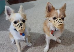 Bild: Aus dem Webkatalog eines amerik. Versandhauses für Hundebedarf.